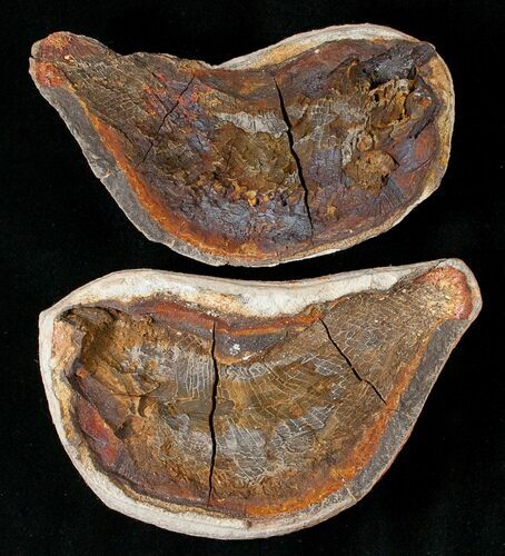 Boreosomus Fossil Fish From Madagascar - Triassic #16744